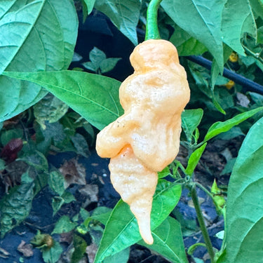 Tiberius Mauler Peach - Seeds - The Pepper Pantry (Formerly Marie Sharp's)